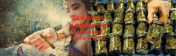 гидра Абаза