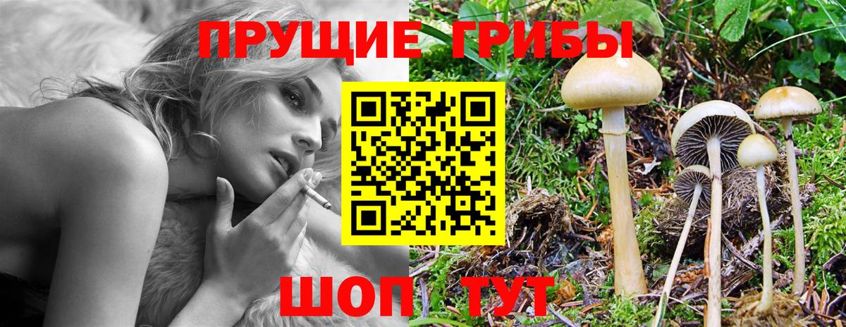 Зерноград  Галлюциногенные грибы GOLDEN TEACHER  Галлюциногенные грибы прущие грибы  Вход с VPN 